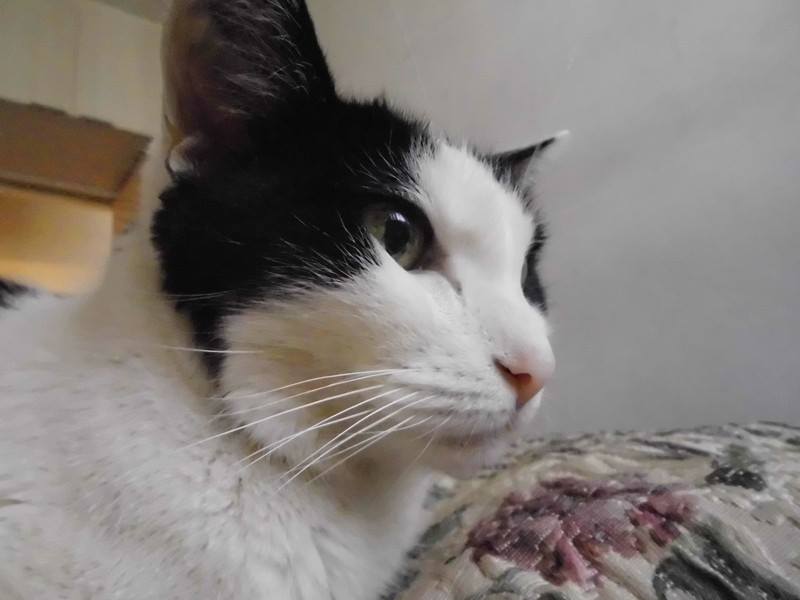 Reina, gata de 17 años, fotografía original aportada por su tutora