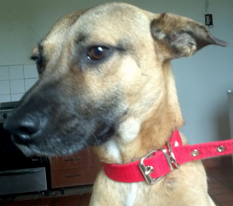 Scuby, perro de 3 años, fotografía original aportada por su tutora Lorena T.